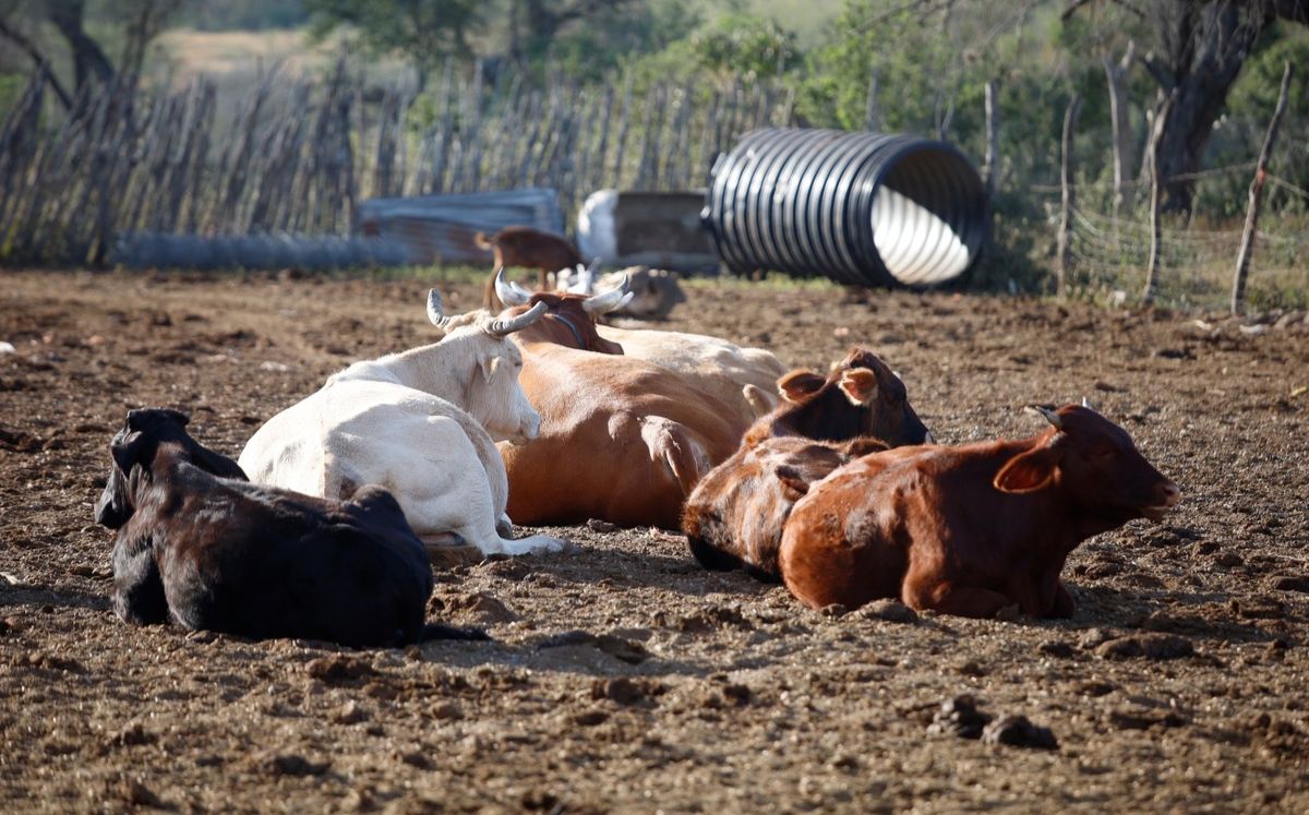 La medida forma parte del Fondo de Contingencias Climatológicas del programa Fondo Agropecuario. Jorge López