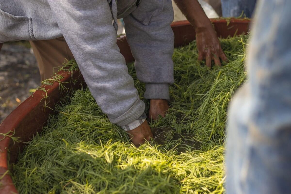 Cultivo de romeritos (Especial)