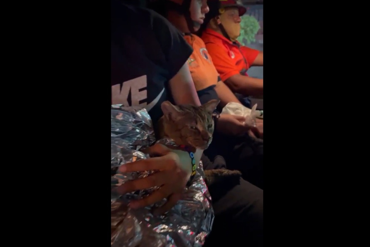 El gato fue rescatado por elementos de bomberos. (Captura de pantalla)