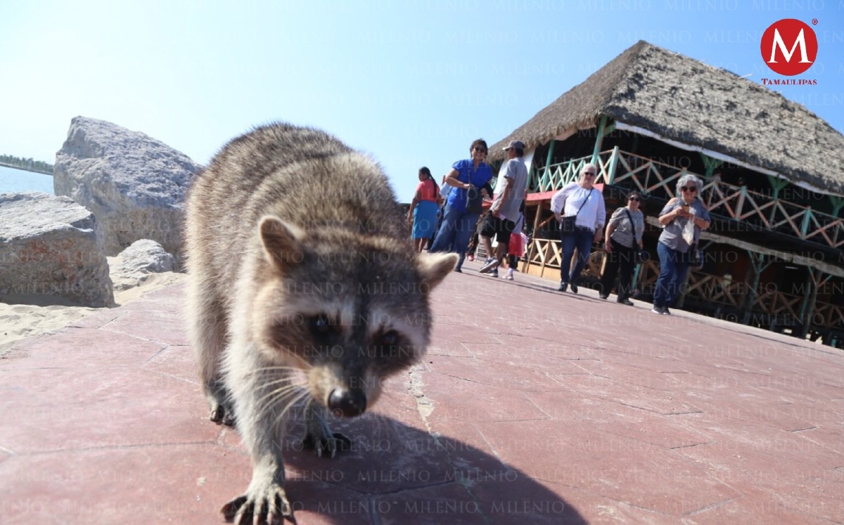 Mapaches en playa Miramar.