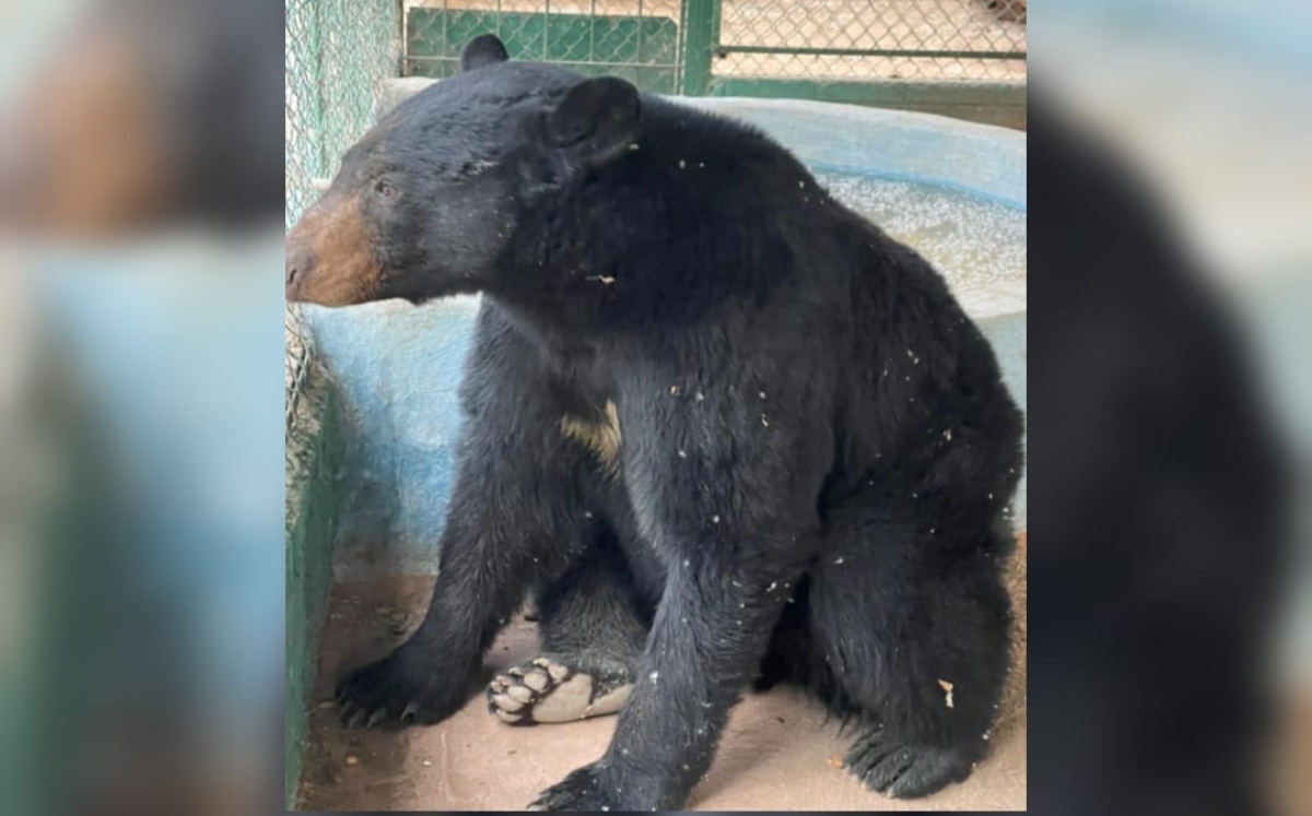 El Oso negro de Chipinque permanece  en Zoológico de Chihuahua