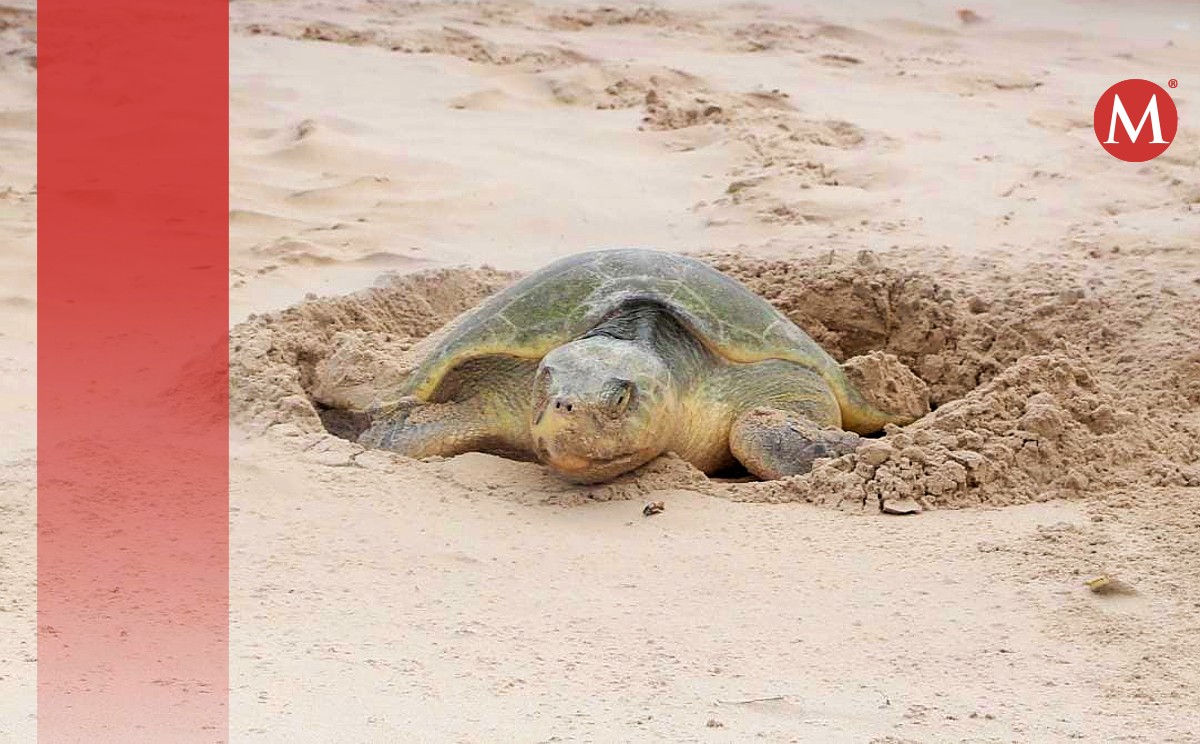 Tortuga Lora | Yazmín Sánchez