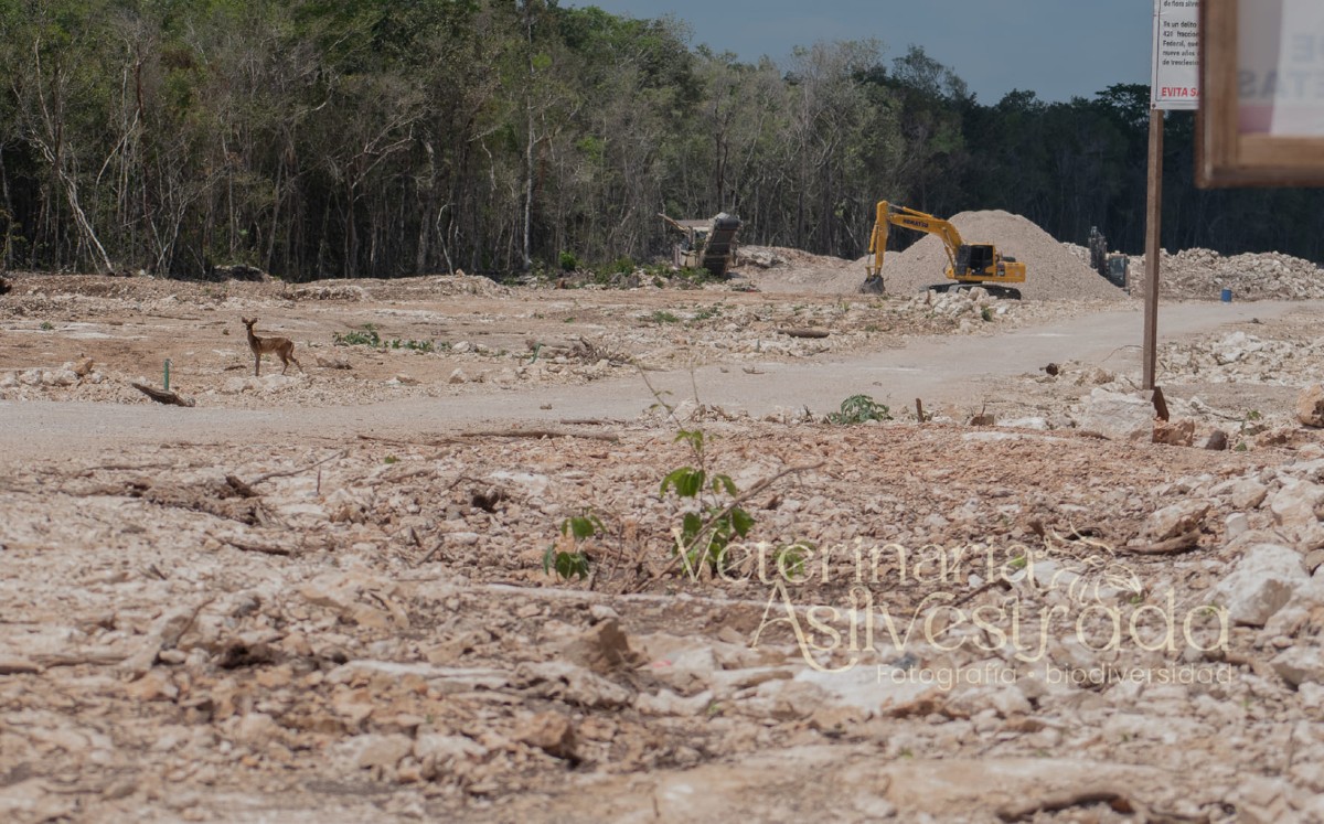Reportan que ciervo 'supervisa' construcción del Tren Maya. | Especial