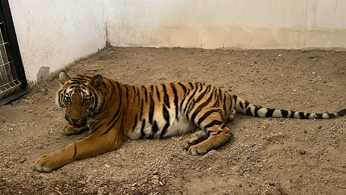 Asegura Unidad de Rescate Fauna Silvestre de Tlajomulco a un tigre en Tlaquepaque (Cortesía)