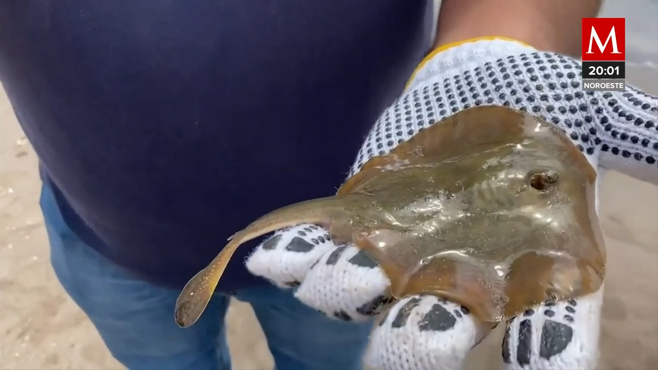 En Sonora es suspendida la coordinadora de ecología, por mutilar a cientos de mantarrayas