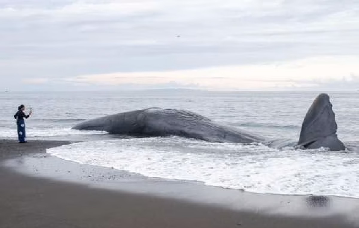 Cadáver de un cachalote varado en una playa de Karangasem, Bali (EFE)