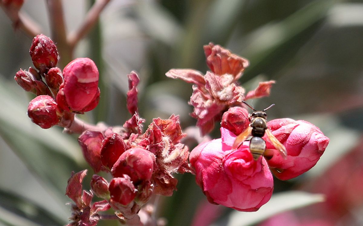 Abejas. (Rolando Riestra)