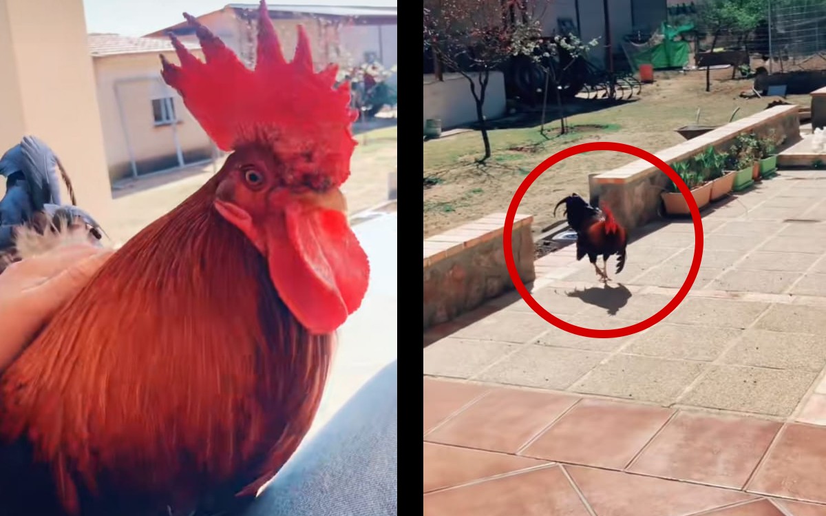 Gallo recibe a mujer. | ESPECIAL