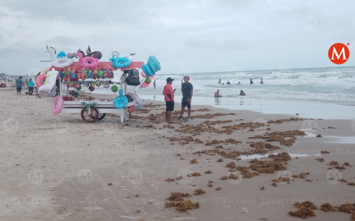 Sargazo en Playa Miramar. ( Agustín González)