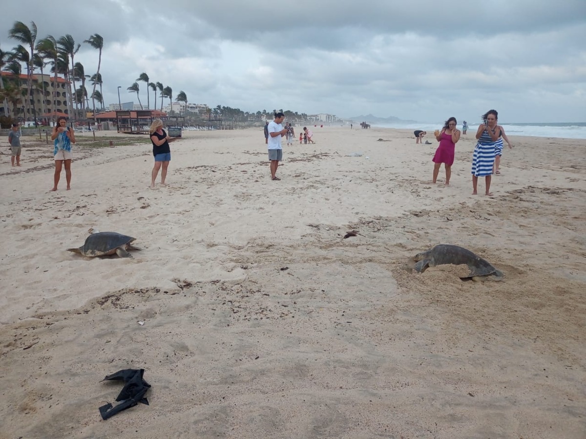 Las tortugas marinas son liberadas al mar. (Margarita Rojas)