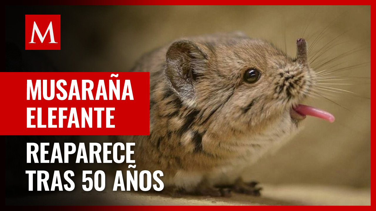 Musaraña elefante, una especie que desafía la extinción