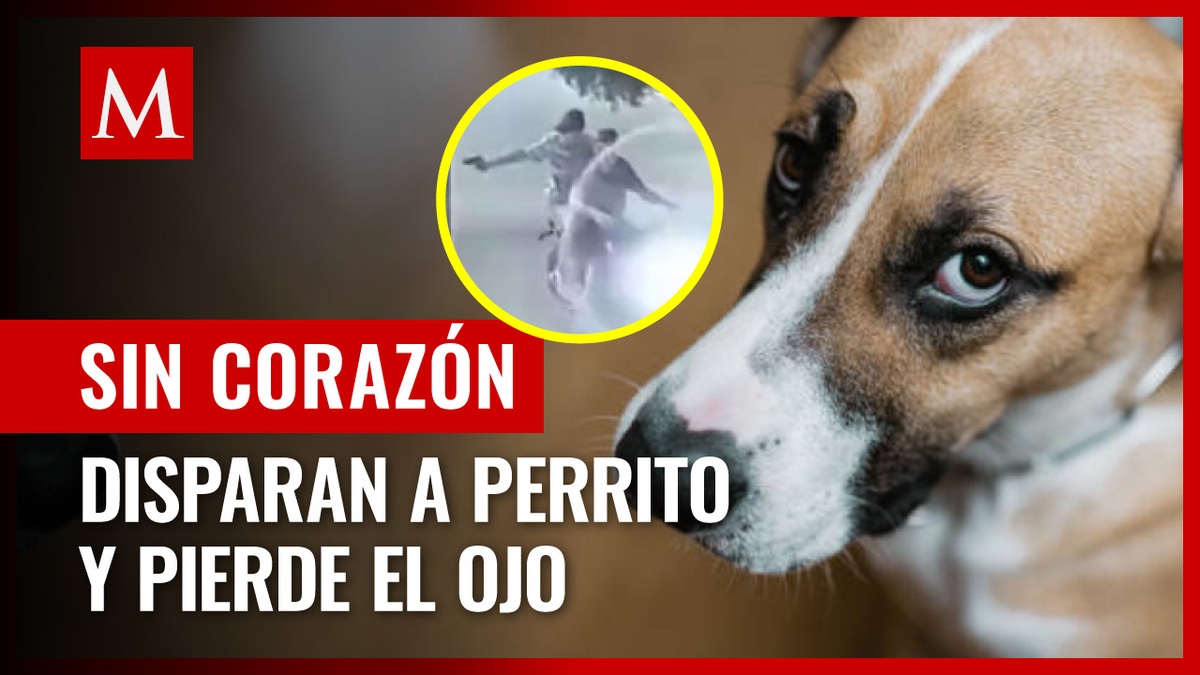 Sujetos balean a perrito por diversión
