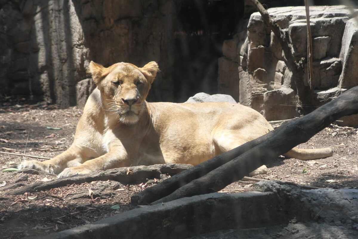 Alika, leona rescatada de Black Jaguar