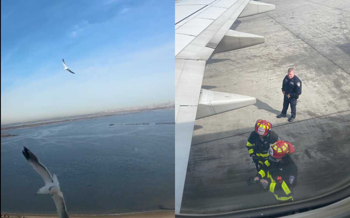 Ave choca contra avión de Delta Airlines | Especial