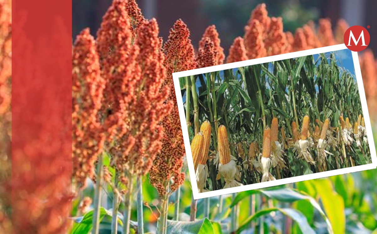 Diputados piden garantizar precio de maíz y sorgo en Tamaulipas