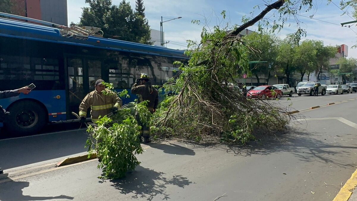 El follaje provocó que las unidades de transporte público tenían que pasar ocupando el carril de la extrema izquierda (Especial)