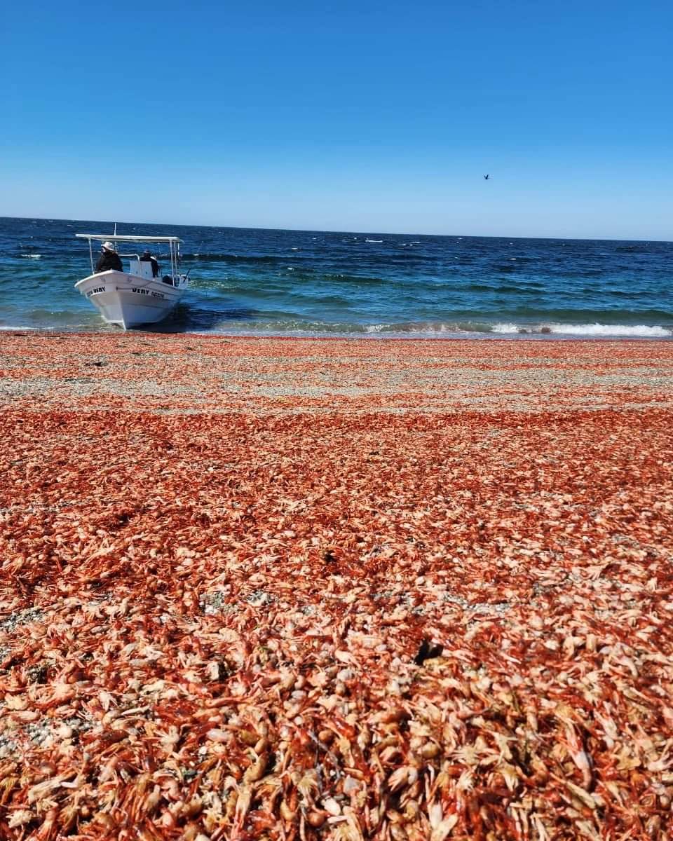 Las playas se ven rojas desde lejos. (Margarita Rojas)
