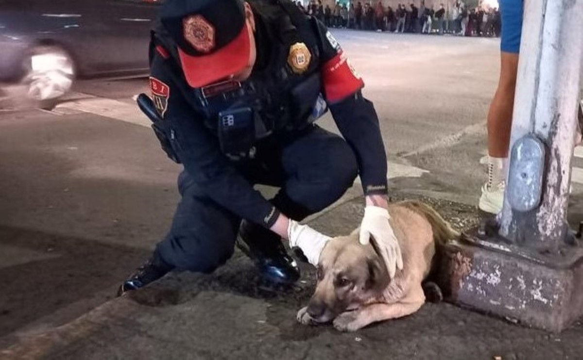 El perrito fue atropellado en carriles de Circuito Interior. | Especial