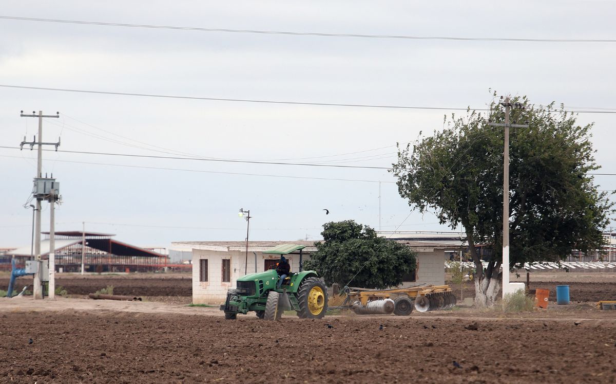 Productores de forraje de La Laguna. (Rolando Riestra)