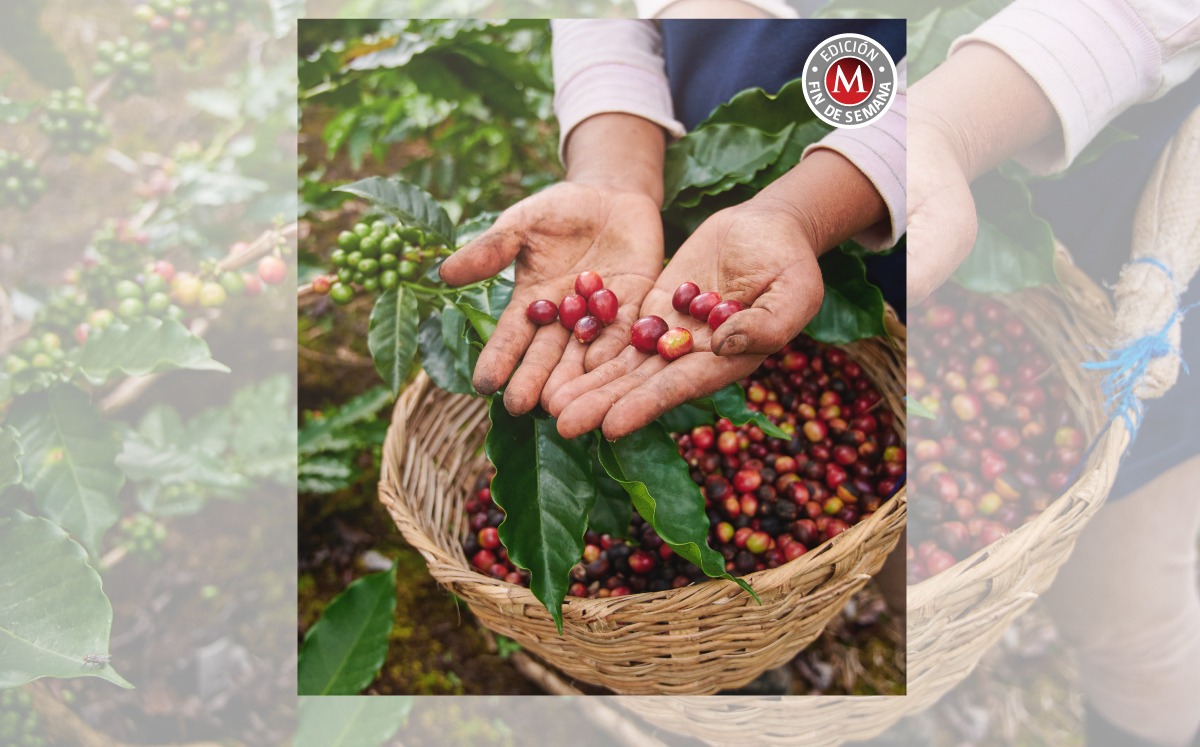 En 2022 se consumieron 87 mil 605 toneladas de café en México. | Especial