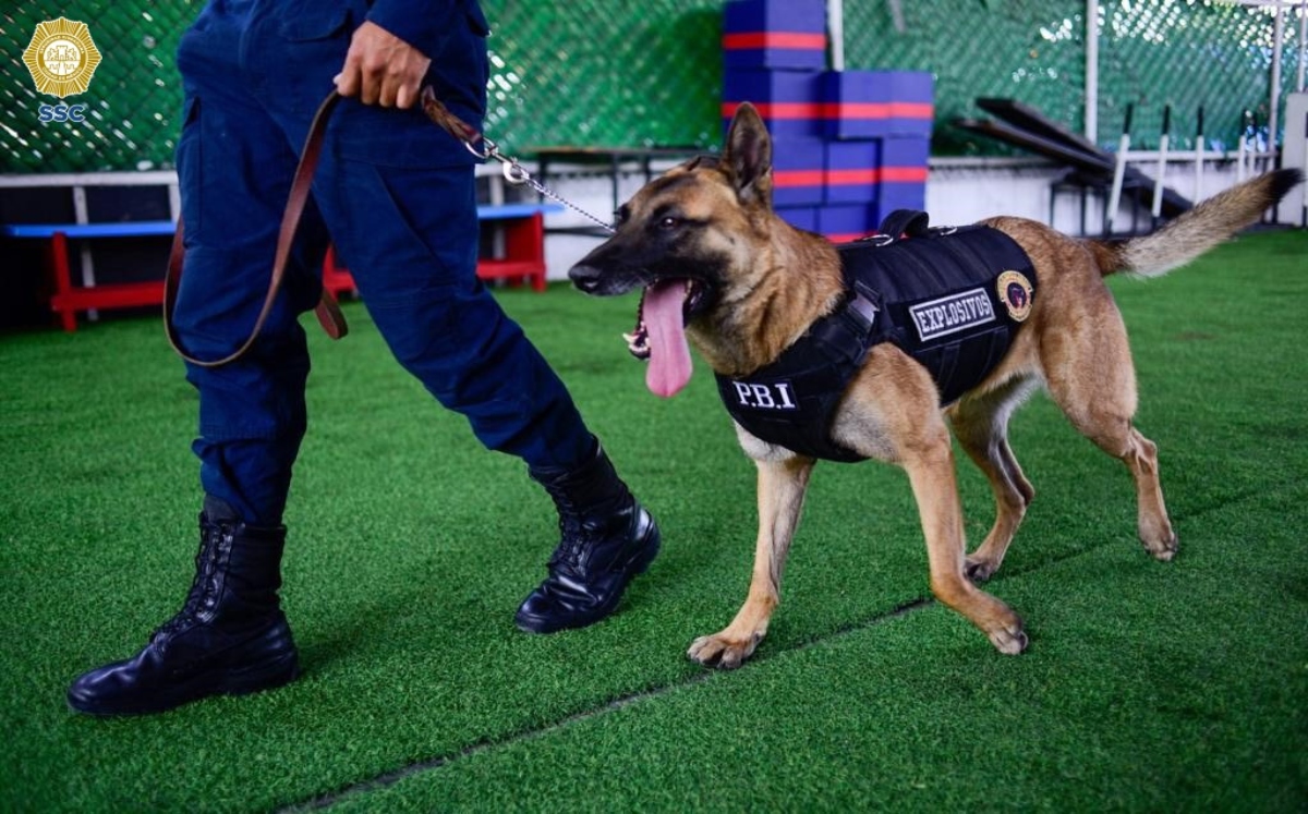 Ginger tiene un peso de 30 kilos, se muestra saludable y contenta tras su capacitación en la PBI. / Gaspar Vela
