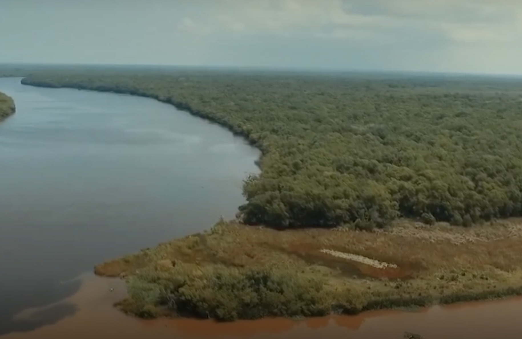 En Veracruz, buscan preservar más de 500 hectáreas de manglares