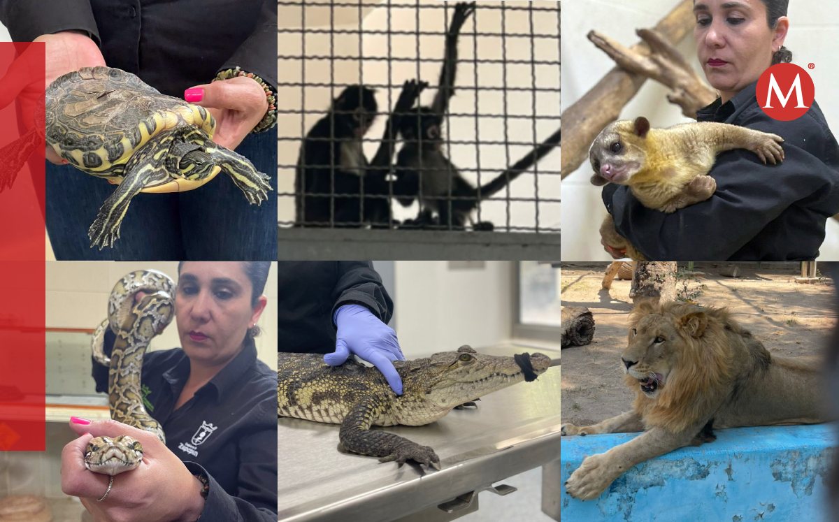 Son 346 animales que han llegado a Protección Animal en Zapopan. (Especial)