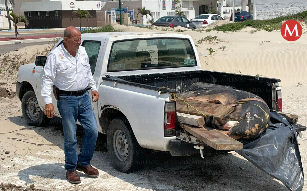 Contaba con una cortada en la parte ventral y le extrajeron el hígado, señala Profepa. (Agustín González)