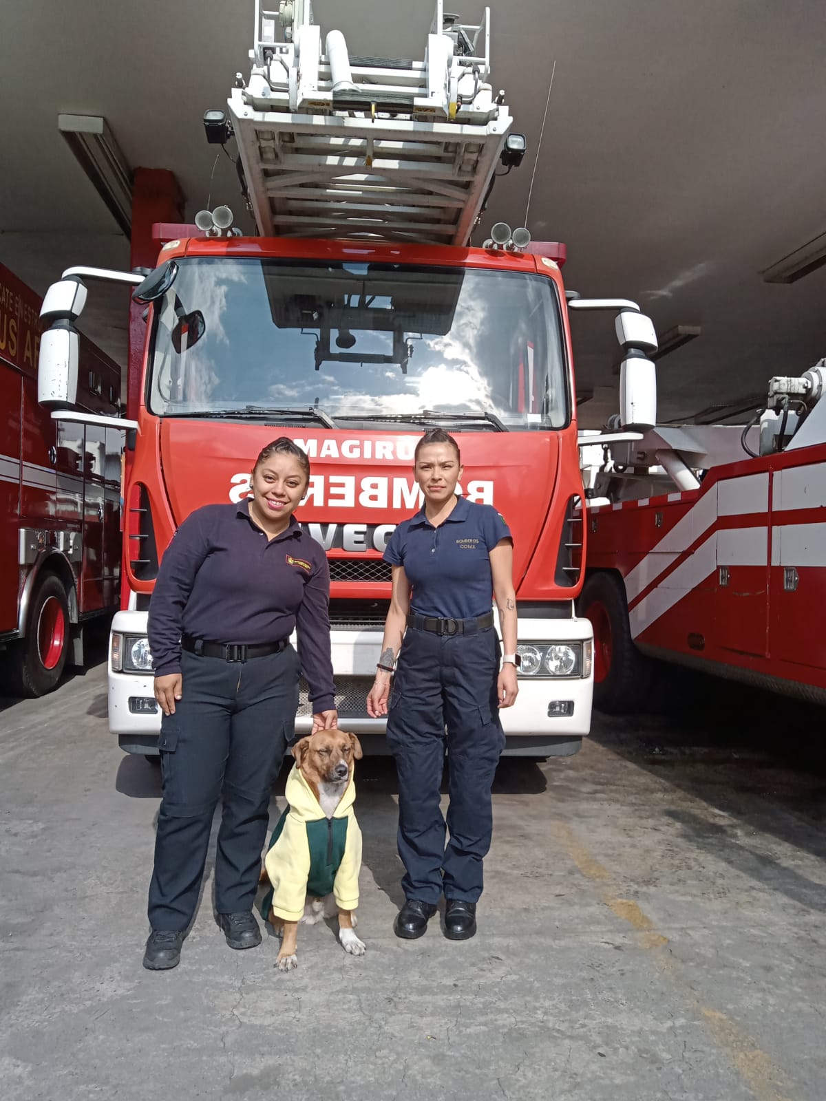 Perrito bombero de la Ciudad de México.
