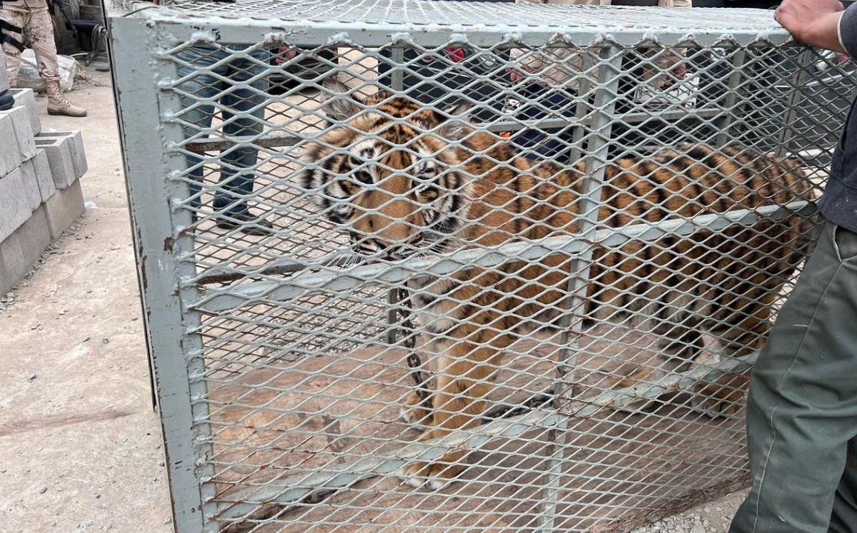 Rescatan a tigre de bengala en vivienda de Tijuana. (Especial)