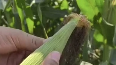 ¿Cuál es la visión del Consejo Nacional Agropecuario sobre la propuesta de suspensión?