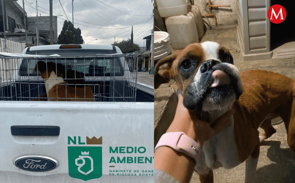 Fueron rescatados en la colonia Las Fuentes tras múltiples denuncias | Especial