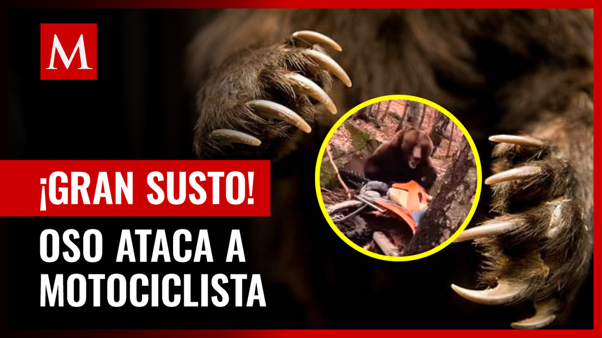 Se viraliza video de ataque de oso a Motociclistas
