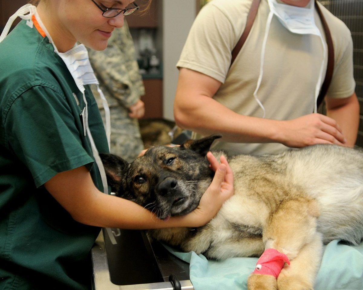 Al acudir con el veterinario, se sugiere revisar el carnet porque cada consulta debe de llevar un registro de la salud en general. (Pixabay)