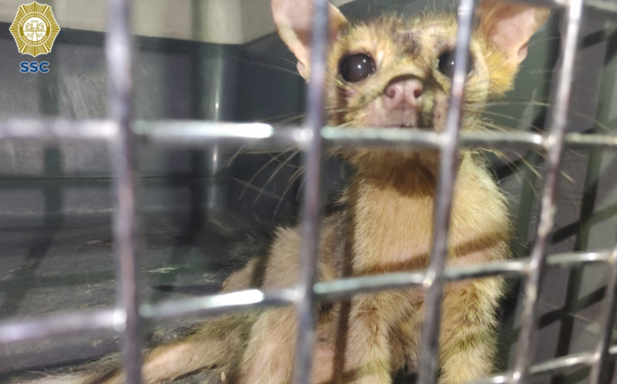 Brigada de Vigilancia Animal rescata a cacomixtle en Xochimilco. (Especial)