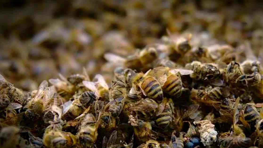 En Campeche, apicultores se enfrentan a un ecocidio de abejas