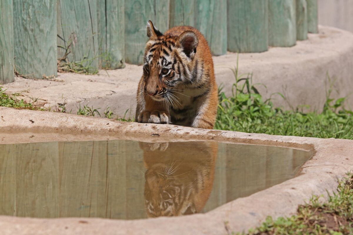 Los animales fueron asegurados por las autoridades. (Cuartoscuro)