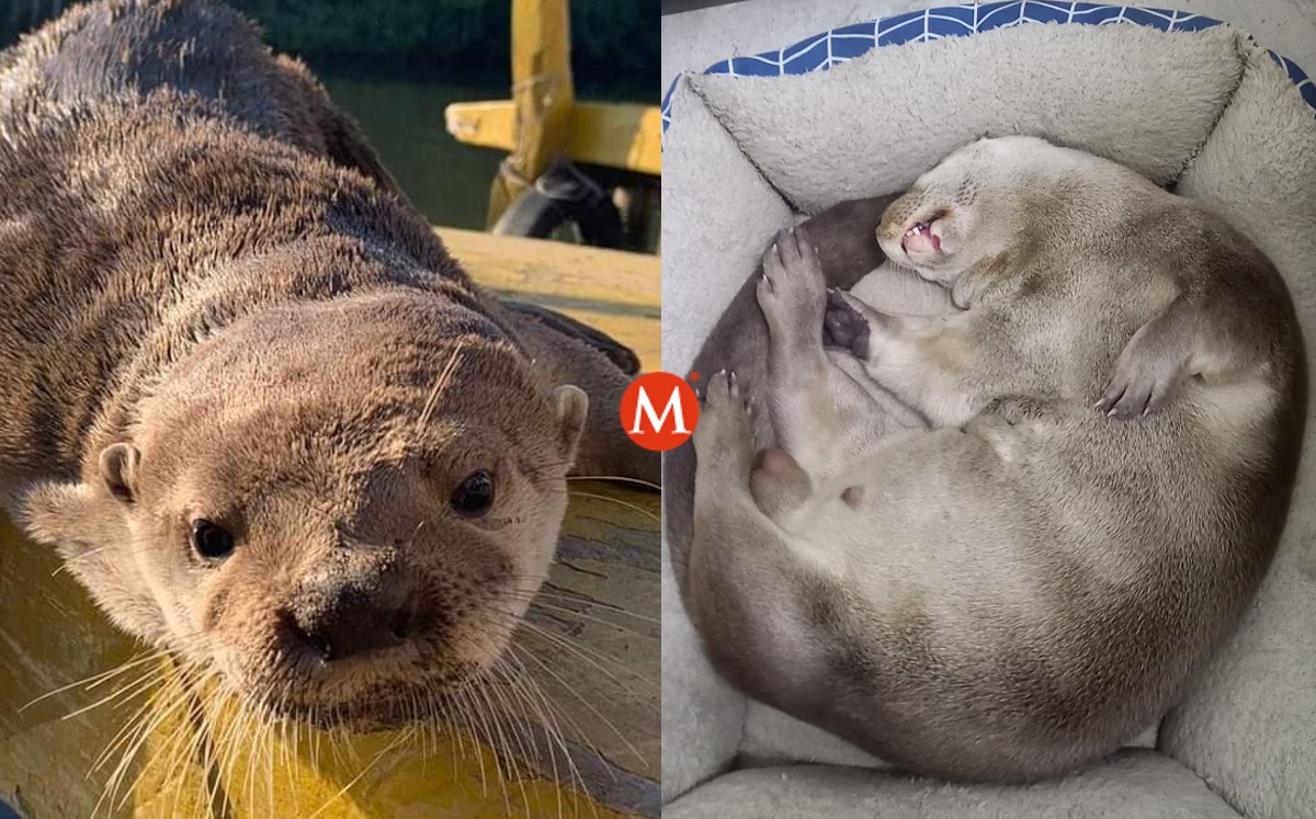 Max, la nutria amigable de Veracruz