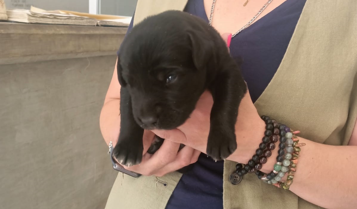 Ya fue adoptado un cachorrito. (Josefina Ruíz)
