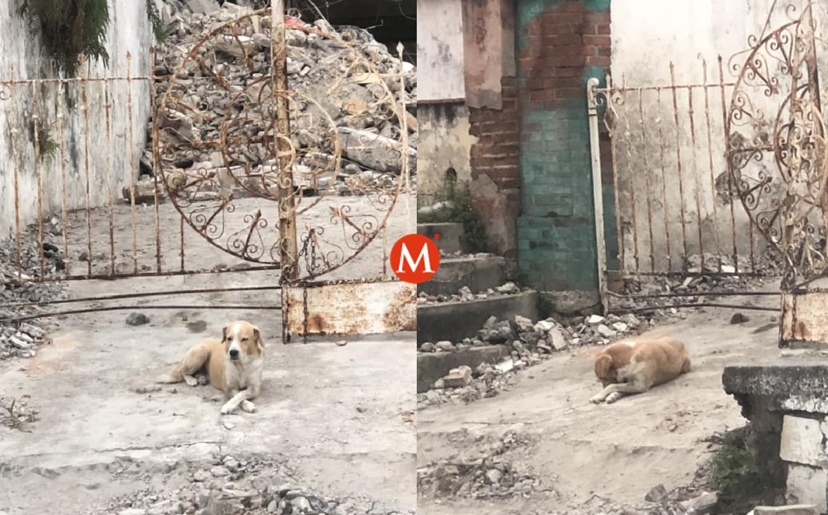 'Canelo' requiere de un adoptante