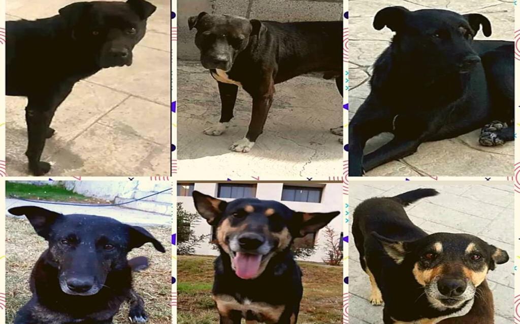 Perritos del ICSHu. (Facebook)