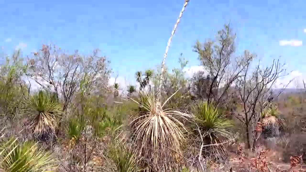 Las cucharillas, maestras de supervivencia | Conexión Milenio