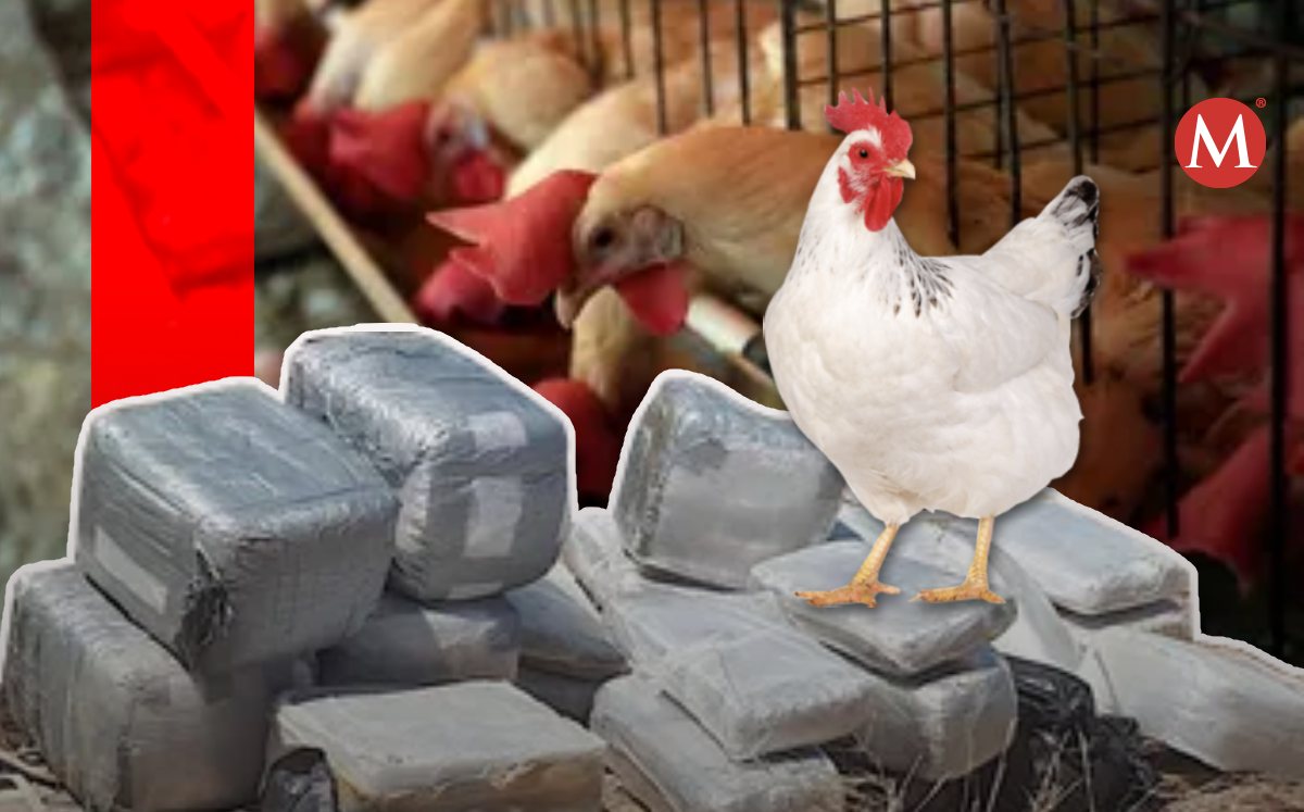 En marzo de 2011, en San Juan, Texas, la fábula de la gallina de los huevos de oro se hizo realidad  | Especial