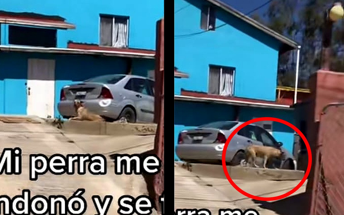 Perrita se escapa con otra familia. | ESPECIAL
