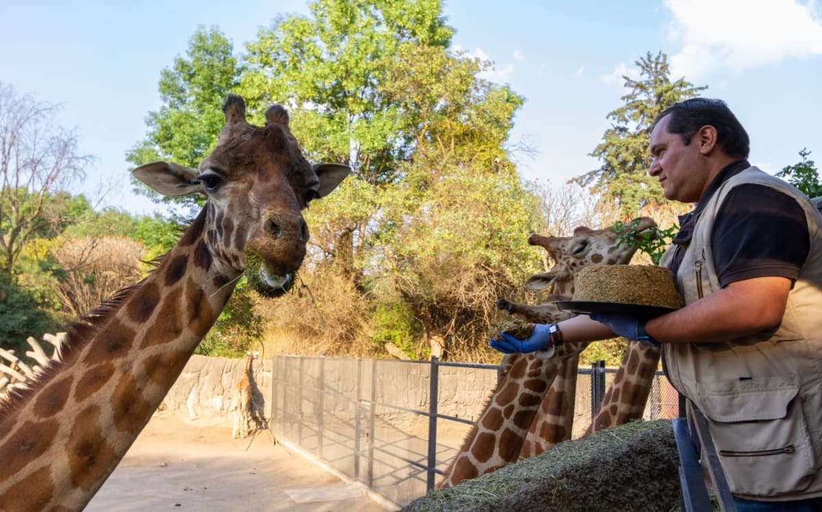 “Fortunata” es muy afortunada de vivir en el Zoológico de Chapultepec y es muy querida y consentida por todo el personal. / Especial.
