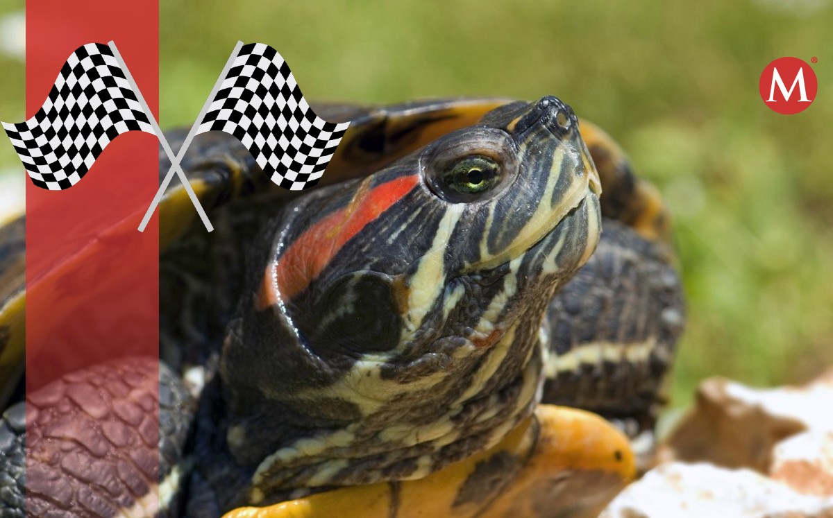 Habrá carrera de tortugas en Tampico