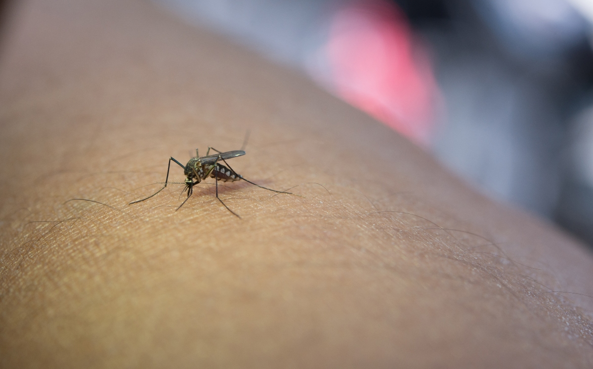 Paludismo o malaria, enfermedad transmitida por la picadura de un mosquito infectado | Freepik