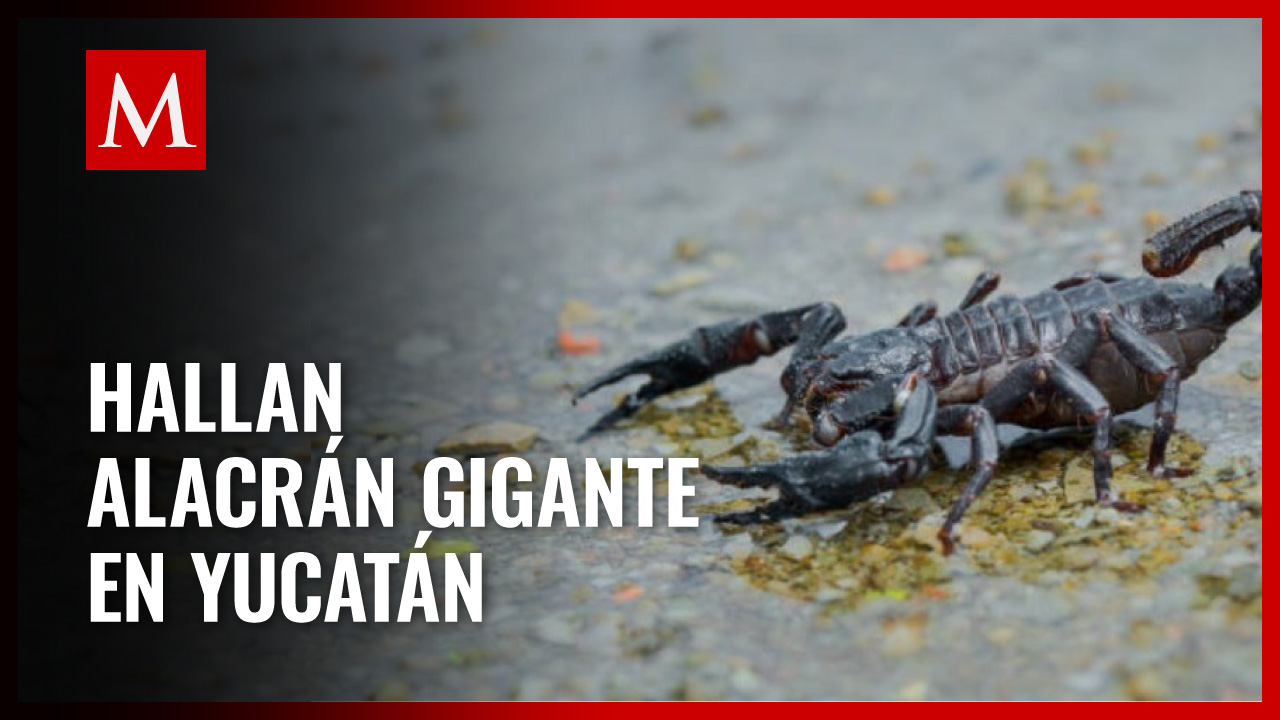 Sorprendente hallazgo, hombre descubre alacrán gigante en Yucatán