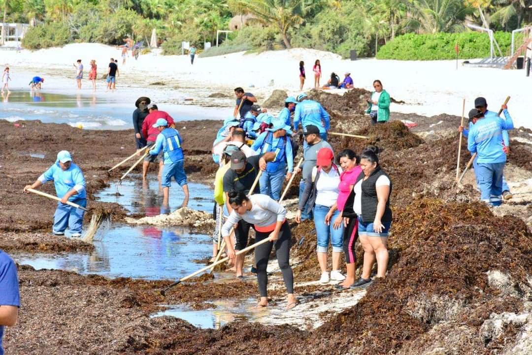 Trabajadores municipales limpian sargazo en Playa del Carmen todos los días. | Especial