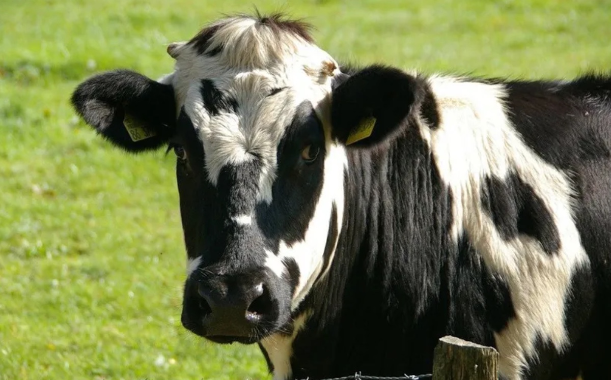 Una vaca mató a un hombre tras un accidente | ESPECIAL